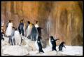 Penguins hopping + baby CRW_8206